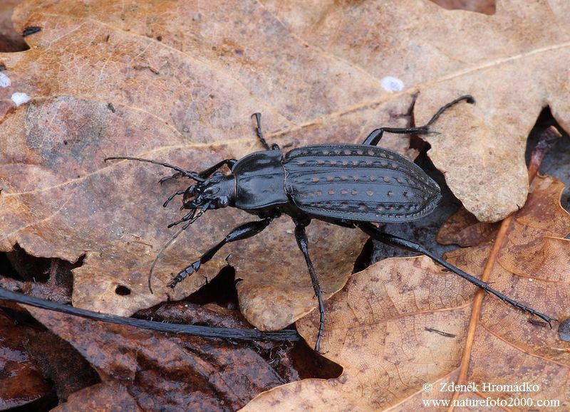 střevlík mřížkovaný, Limnocarabus clathratus auraniensis, Carabidae Carabinae (Brouci, Coleoptera)